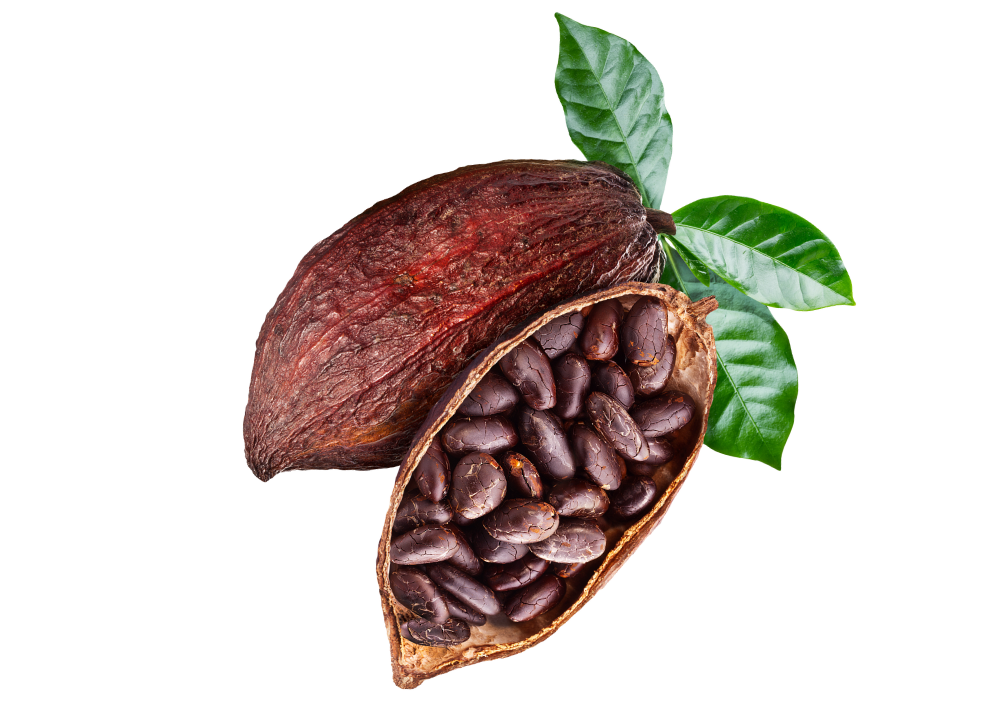 cacao